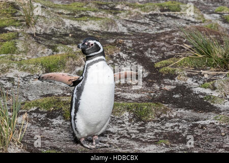 Magellan Pinguin (Spheniscus Magellanicus) Erwachsene in Brutkolonie, Falkland-Inseln Stockfoto