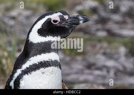 Magellan-Pinguin (Spheniscus Magellanicus) Nahaufnahme des Kopfes des Erwachsenen, Falkland-Inseln Stockfoto
