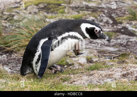 Magellan Pinguin (Spheniscus Magellanicus) Erwachsene in Brutkolonie, Falkland-Inseln Stockfoto