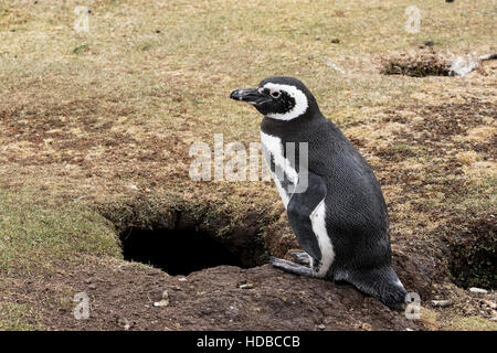 Magellan-Pinguin (Spheniscus Magellanicus) Erwachsene in der Zucht Kolonie stand in der Nähe Nest Fuchsbau in Torf, Falkland-Inseln Stockfoto