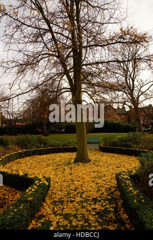 Ginkgo Biloba Baum Stockfoto