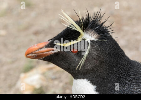 Felsenpinguin (Eudyptes Chrysocome) Nahaufnahme des Kopfes des Erwachsenen in Brutkolonie, Falkland-Inseln Stockfoto