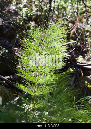 Equisetum Arvense Schachtelhalm im Gegenlicht im Wald Stockfoto