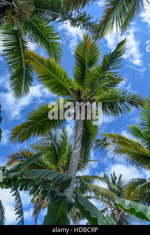Kokosnuss-Palmen in Türken & Caicos. Blick nach oben mit blauen Himmel und Wolken. Stockfoto
