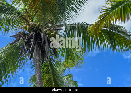 Kokosnuss-Palmen in Türken & Caicos. Blick nach oben mit blauen Himmel und Wolken. Stockfoto