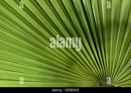 Nahaufnahme von Palm leaf auf der Rückseite leicht Stockfoto