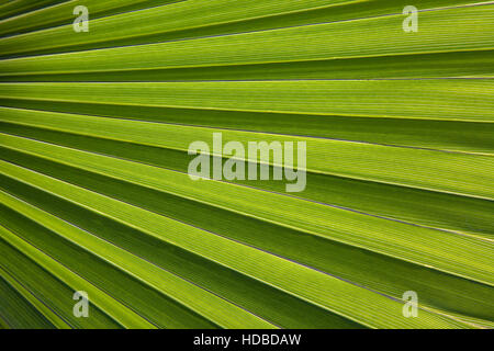 Nahaufnahme von Palm leaf auf der Rückseite leicht Stockfoto