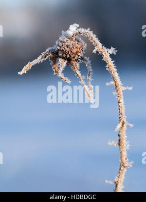 Hagebutte-Beere mit frischem Schnee bedeckt, Nahaufnahme Stockfoto