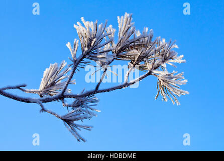 Baum Tannenzweig mit frischem Schnee gegen blauen Himmel Stockfoto