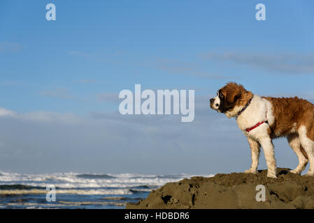Bernhardiner Welpen am Strand, das Gebiet vermessen Stockfoto