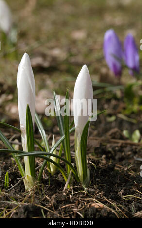 Frische Krokusblüten an einem sonnigen Frühlingstag Stockfoto