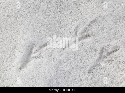 Baum Vogel Spuren im frischen Schnee Stockfoto