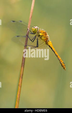 Ruddy Darter in Emer Bog in Hampshire. Stockfoto