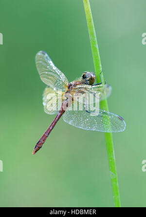 Ruddy Darter in Emer Bog in Hampshire. Stockfoto