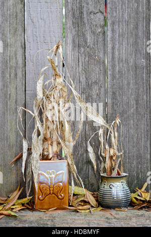 Tot, trockenen Bambus Bonsai-Bäume in Töpfen, gegen Holzzaun Stockfoto