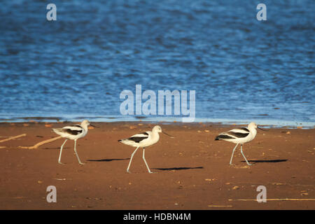 Eine Linie der amerikanische Säbelschnäbler zu Fuß auf dem Ufer von Lake Hefner in Oklahoma City erinnert an die Beatles Abby Lane Fotografie. Stockfoto