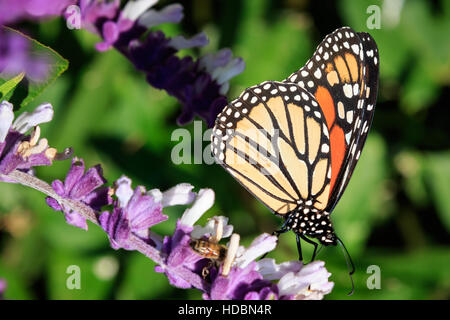 Ein Vizekönig Schmetterling sitzt auf einem Hinterhof-Blume. Stockfoto