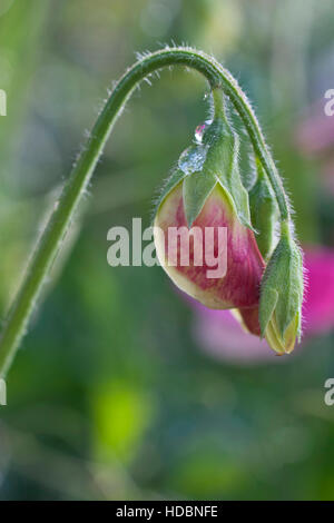 Sweet Pea Knospe Stockfoto