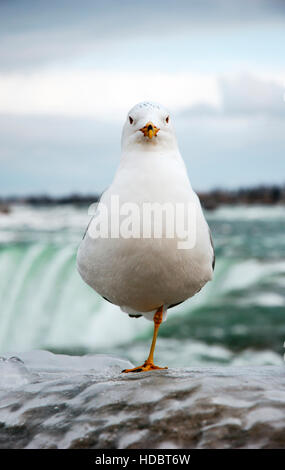 Möwe (Ring-billed Gull) stehen auf einem Bein gefroren eisigen Zaun in der Nähe von Niagara Falls Stockfoto