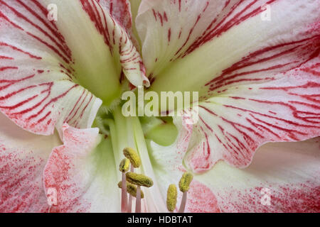 WA12947-00... WASHINGTON - Nahaufnahme Blick auf eine Orchidee blüht. Stockfoto