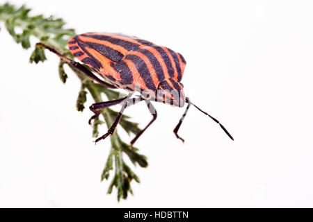 Gestreifte stinken Bug (Graphosoma Lineatum) Stockfoto