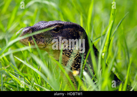 Porträt-Wasser-Monitor Gras, (Varanus Salvator), Kho Kham, Samut Sakhon, Thailand Stockfoto