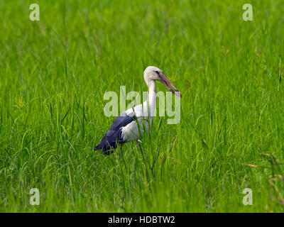 Asiatischer Openbill (Anastomus Oscitans), hohes Gras, Mae Wong Nationalpark, Kamphaeng Phet Historical Park, Thailand Stockfoto