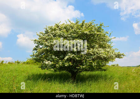 Gemeinsamen Weißdorn (Crataegus Monogyna), einsamer Baum, Blüte, Thüringen, Deutschland Stockfoto