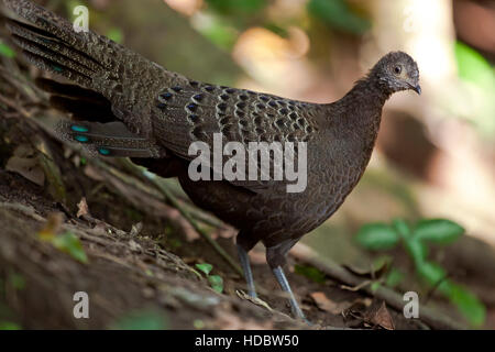 Burmesische oder grauen Pfau-Fasan (Polyplectron Bicalcaratum), Mae Wong Nationalpark, Kamphaeng Phet Historical Park, Thailand Stockfoto