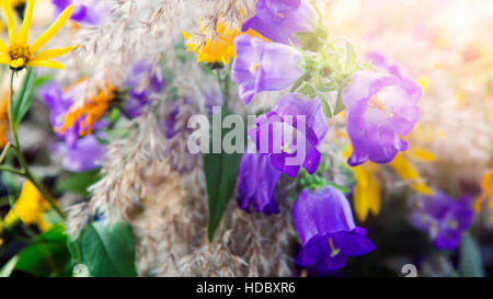 Nahaufnahme von schön gelb und lila Blüten im Sonnenlicht Stockfoto