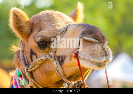 Closeup Aufnahme von Kamel Gesicht genommen in Camel Trade fair - Pushkar, Rajasthan, Indien. Kamel gehören Tiere Tiere Rajasthani Kultur. Stockfoto