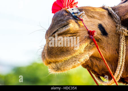 Schöne Kamel Camel Handel fair - Pushkar, Rajasthan, Indien Stockfoto