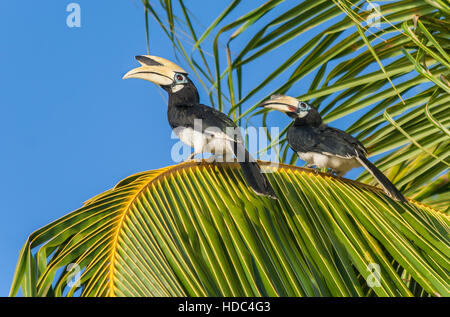 Zwei malaysische Nashornvögel auf einer Palme sitzen Stockfoto