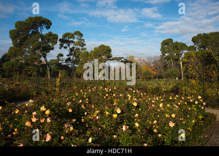 Rosaleda (Rosengarten) im Parc del Retiro in Madrid, Spanien Stockfoto