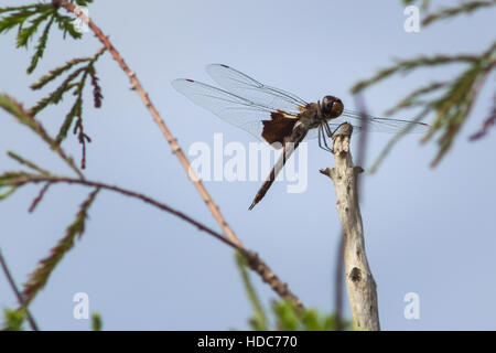 Braune Libelle thront auf einem Stick mit einem Hintergrund von Grün und blauer Himmel Stockfoto