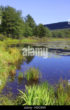 Sommer-Seenlandschaft, Catskills, NY Stockfoto