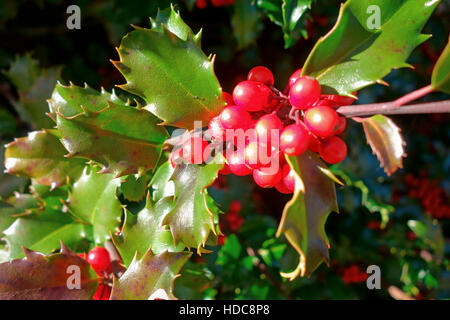 Holly Berry Strauch Stockfoto