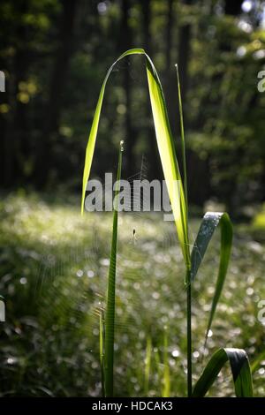 Spinnennetz mit Spinne an Grashalm vor dem Wald in den frühen Morgenstunden hängen Stockfoto