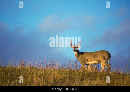 Weißschwanz-Hirschbock (Odocoileus virginianus) im Nose Hill Park Stockfoto