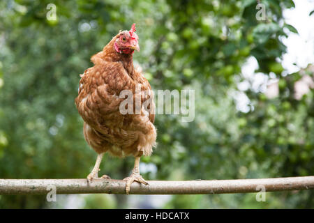 Junge rote Hühnchen Huhn Stockfoto