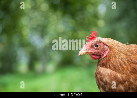 Henne im Garten Stockfoto