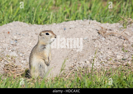 Richardson's Ziesel (Urocitellus Richardsonii) stehend neben Fuchsbau Stockfoto