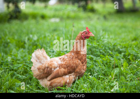 Henne im Garten Stockfoto