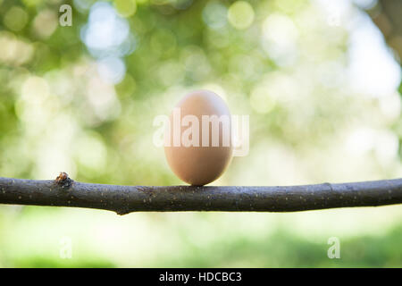 Ei auf dem Hochsitz Stockfoto