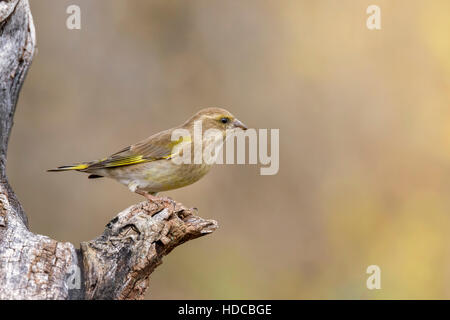 weibliche Buchfink auf Zweig in der Natur im freien Stockfoto