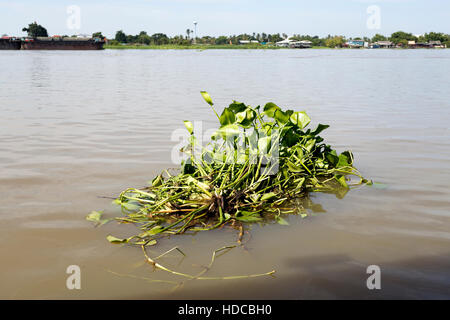 Eichhornia Crassipes, Wasserhyazinthe, ist eine freischwebende mehrjährige Wasserpflanze (Hydrophyt) tropischen Südamerika heimisch und wird als ein Stockfoto