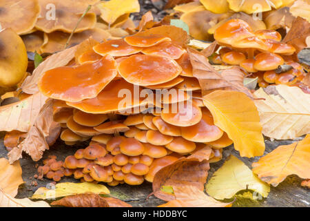 Samt Schaft (Flammulina Velutipes) November, wachsen auf schneiden Baumstumpf. Sussex, UK. Buche-Blätter. Stockfoto