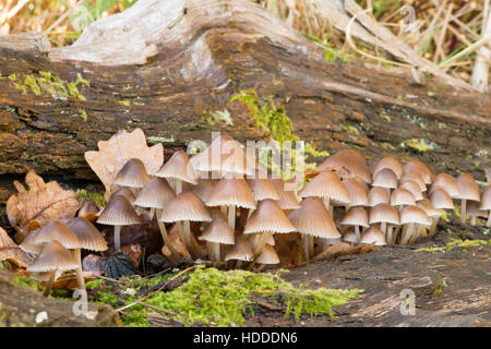 Winzige Motorhaube Fliegenpilze, unbekannte Arten. Auf gefallenen Baumstamm wächst. Sussex, UK. November. Stockfoto