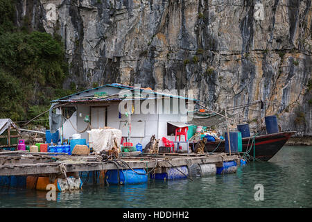 Leben auf Hausbooten und Fischerbooten in Halong Bay, Vietnam Stockfoto