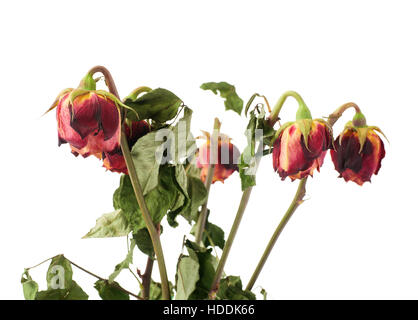 Getrocknete Rosen über dem weißen Hintergrund isoliert Stockfoto